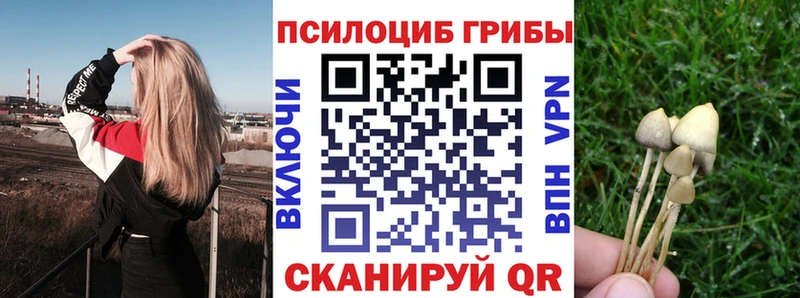 где купить   Злынка  гидра как зайти  Галлюциногенные грибы MAGIC MUSHROOMS 